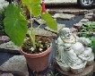 budda & elephant ear.jpg