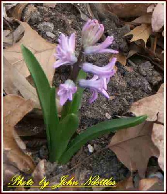 Spring Hyacinth (3).jpg
