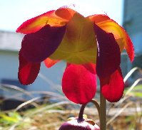 Sarracenia purpurea 060404.jpg