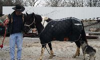 Here she is!  And there's Nikki again checking out the new arrival.  Good thing the new mare is calm!