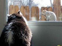 Skeeter before his shave. . .staring down the squirrel