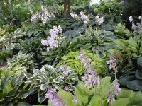 This hosta bed is in what used to be the chicken yard.  It was planted in August 01, and this pic was taken in July 03.