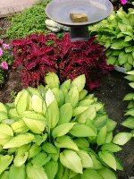 coleus and contrast.jpg