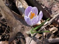 Whoo Hoo! Crocus!