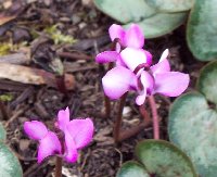 Cyclamen coum 022705.jpg