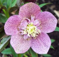 Hellebore Heronswood anemone 022705.jpg