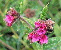 Pulmonaria Raspberry Splash