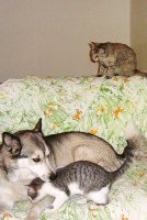 three candid kitty & dog.jpg