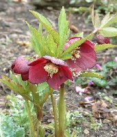 This one was one of the upward facing Hellebores.  They now face out.