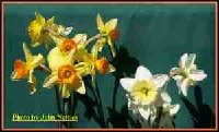 Mixed Daff Bouquet (2).jpg