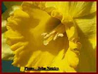 Daffodill  in Macro (2).jpg