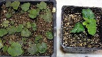 2005 3 Mystery plant and heucheras.jpg