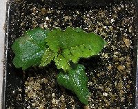 2005 3  Mystery plant.jpg