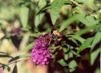 Hummingbird moth and Buddleia.jpg