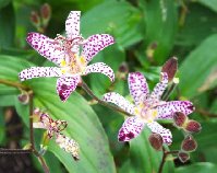 Tricyrtis_formosana_Empress092504.jpg