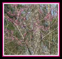 Woods Starting tro bloom out...jpg