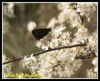 Spring Butterfly 04-04.jpg