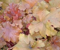 Heuchera 'Marmalade'