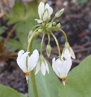 Dodecatheon
<br />White Shooting Star