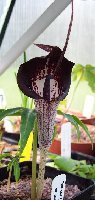 Arisaema urashima 040805.jpg