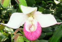 como orchid.jpg
