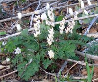 Dutchman's Breeches