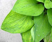 Birchwood Parky's Gold with classic Hosta Virus X symptoms.