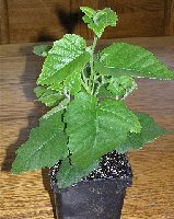 2005 4 17 Mystery plant 2.jpg