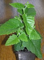 2005 4 17 Mystery plant 1.jpg