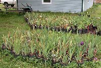 All my bearded iris (about 300 pots) at a friends house.