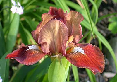A little red noid - it was the first SDb I grew.  I didn't even know small irises existed until it bloomed the first time.