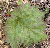 2005 5 1 Rhubarb red ornamental sdlng.jpg