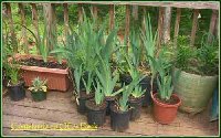 Iris  on Deck-Containers.jpg