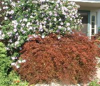 Fron of house with blooming rose of sharon in the background.