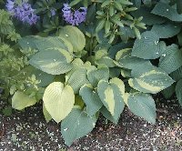 Unknown yellow hosta.JPG