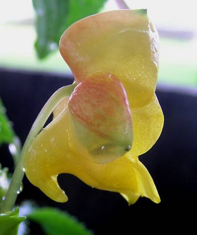 yellow flower side view mgi.jpg