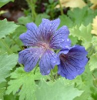 Geranium 'Georgia Blue'