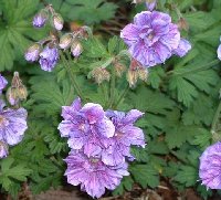 Geranium 'Birch's Double'