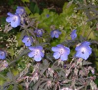 Geranium 'Victor Reiter' has foliage that starts out purple, and fades to dark green.