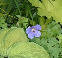 Geranium himalayense