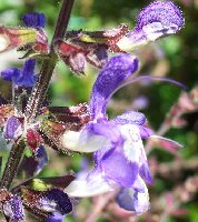 Salvia forskaohlei 062305.jpg