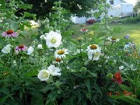 white and purple flowers mostly mgi.jpg