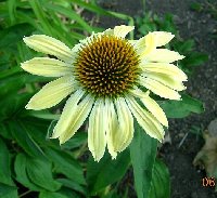 coneflower yellow mgi.jpg