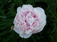 PEONY June 21 2005.jpg