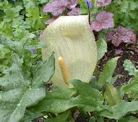 Arum creticum