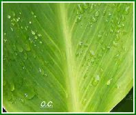 Canna after the Rain - OC.jpg