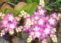 Sedum obtusifolium.jpg