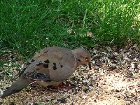 Mourning Dove eating off the ground as usual.