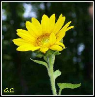 Deck Sunflower-OC.jpg