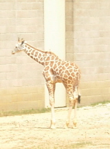 baby zoo giraffs.jpg